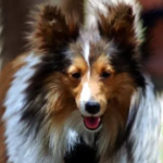 mini sheltie