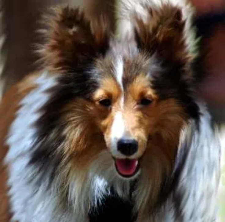 mini sheltie