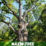 maxim tree