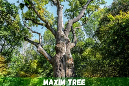 maxim tree