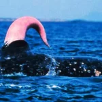 whale penis