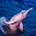 amazon dolphin