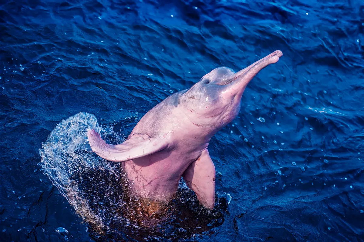 amazon dolphin