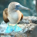 blue footed marine bird