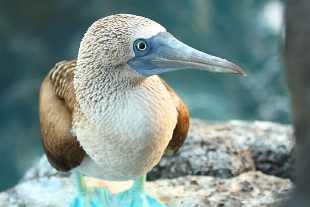 blue footed marine bird