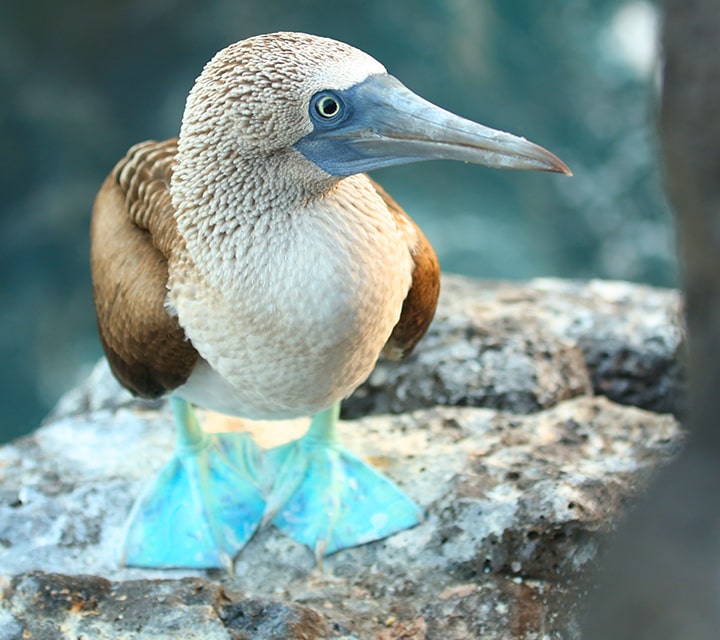 blue footed marine bird