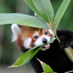 what do red pandas eat