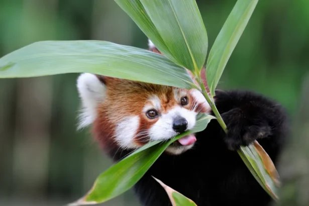 what do red pandas eat