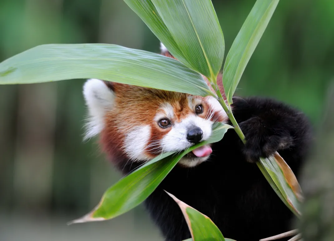 what do red pandas eat