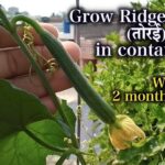 ridge gourd