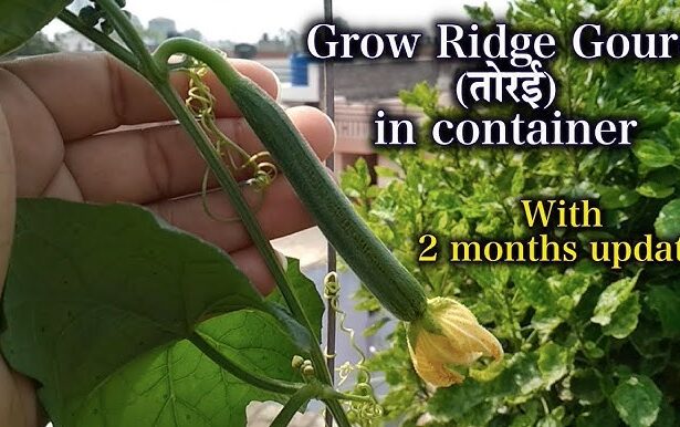 ridge gourd