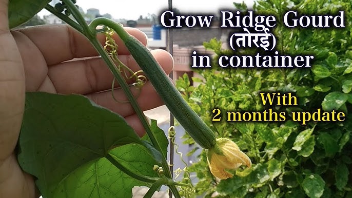 ridge gourd